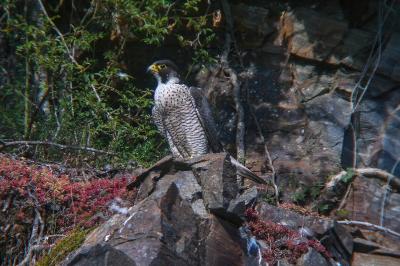 Falco peregrinus