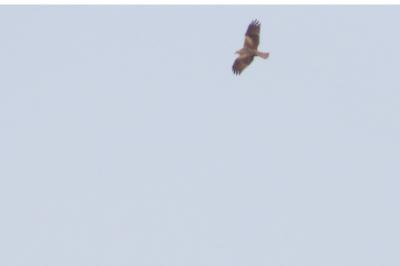 Milvus migrans