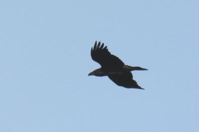 Corvus corax