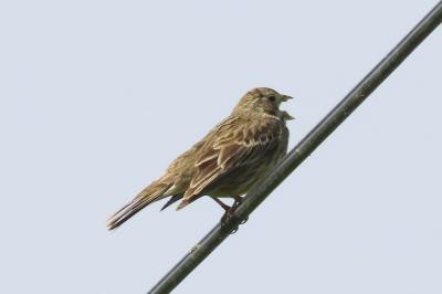 Emberiza calandra