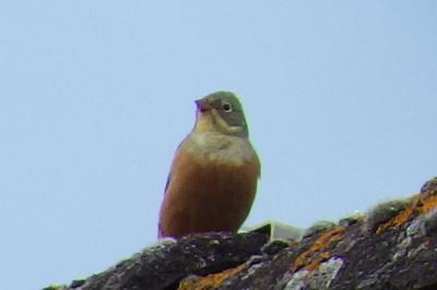 Emberiza hortulana