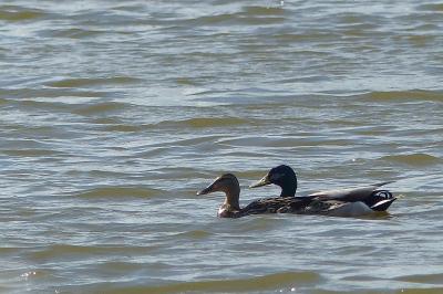 Anas platyrhynchos