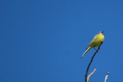 Motacilla flava