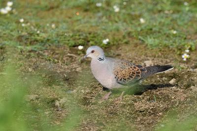Streptopelia turtur