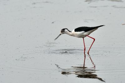 Himantopus himantopus
