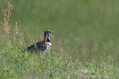 Otididae