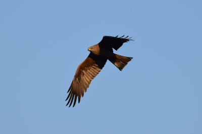 Milvus migrans
