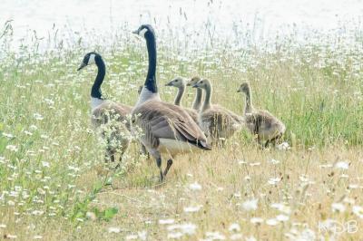 Branta canadensis