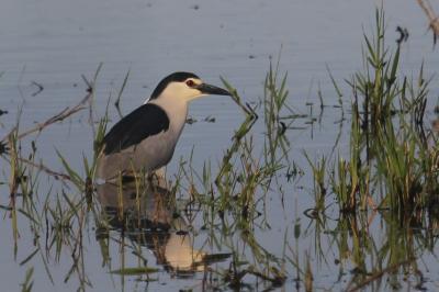 Nycticorax nycticorax