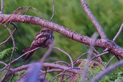 Caprimulgus europaeus
