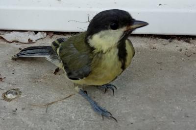 Parus major