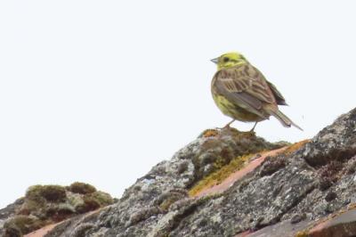 Emberiza citrinella