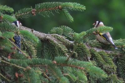 Carduelis carduelis
