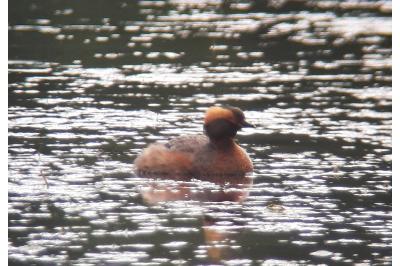 Podiceps auritus
