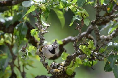Lophophanes cristatus