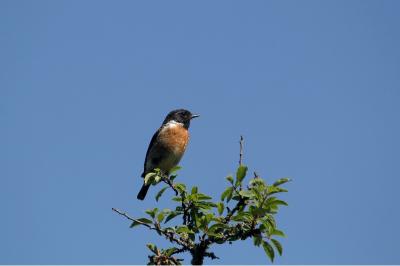 Saxicola rubicola