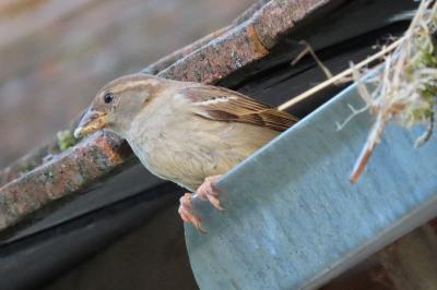 Passer domesticus