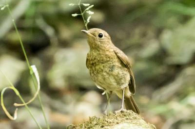 Erithacus rubecula