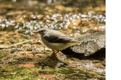 Motacilla cinerea