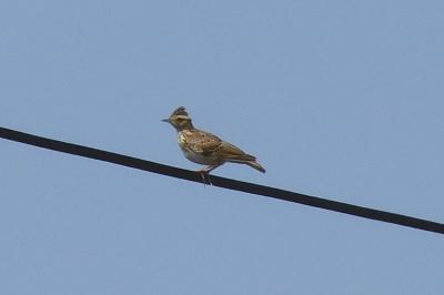 Lullula arborea