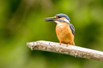 Alcedo atthis