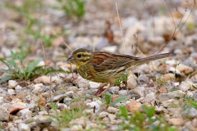 Emberiza cirlus