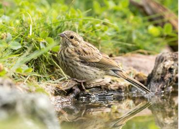Emberiza citrinella