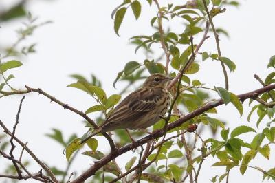 Anthus trivialis