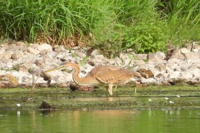 Ardea purpurea