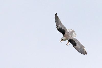 Elanus caeruleus
