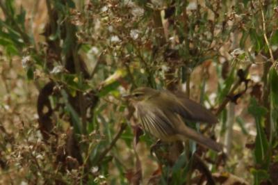 Phylloscopus trochilus