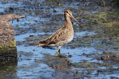 Gallinago gallinago