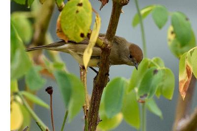 Sylvia atricapilla