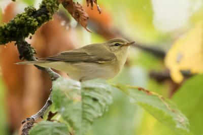 Phylloscopus trochilus