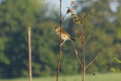 Cisticola juncidis