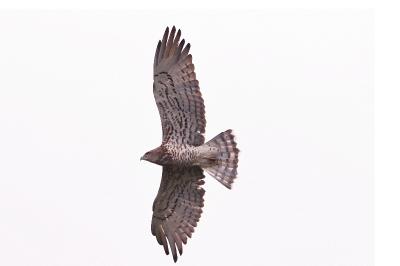Circaetus gallicus