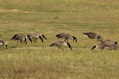 Branta canadensis