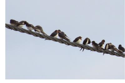 Hirundo rustica