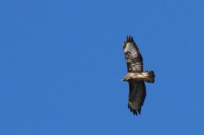 Buteo buteo