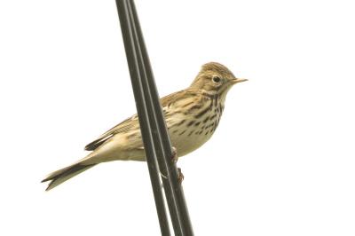 Anthus pratensis