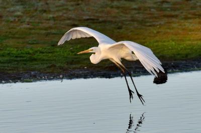 Ardea alba