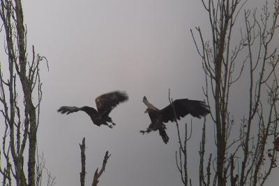 Haliaeetus albicilla