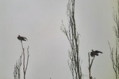 Haliaeetus albicilla