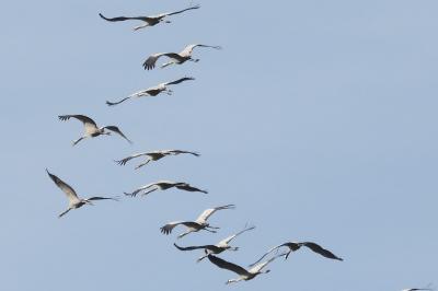 Grus grus