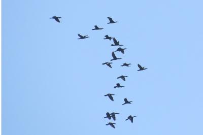 Phalacrocorax carbo