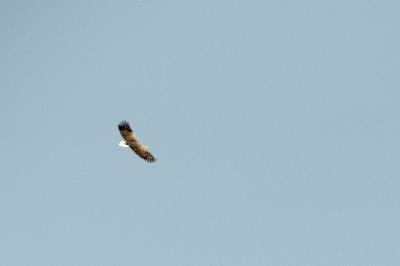 Haliaeetus albicilla