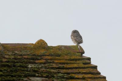 Athene noctua