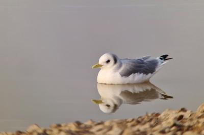 Laridae