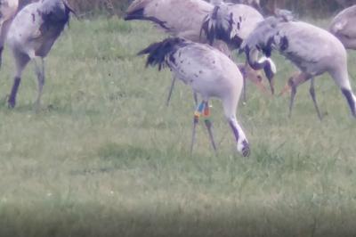 Grus grus