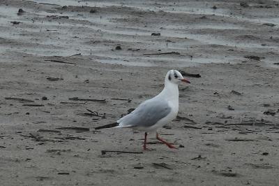 Chroicocephalus ridibundus
